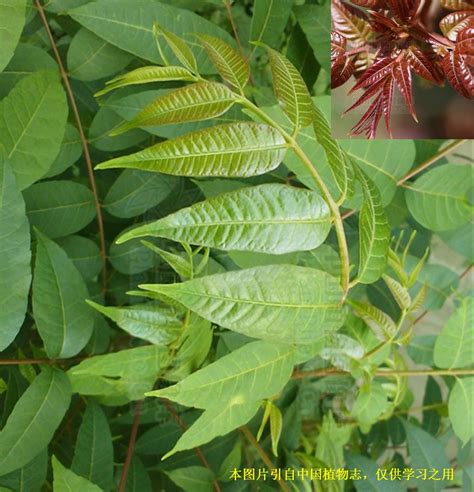 香椿树能长多高|香椿（Toona sinensis Roem．）